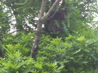 Odchyt včiel, Zlaté Klasy